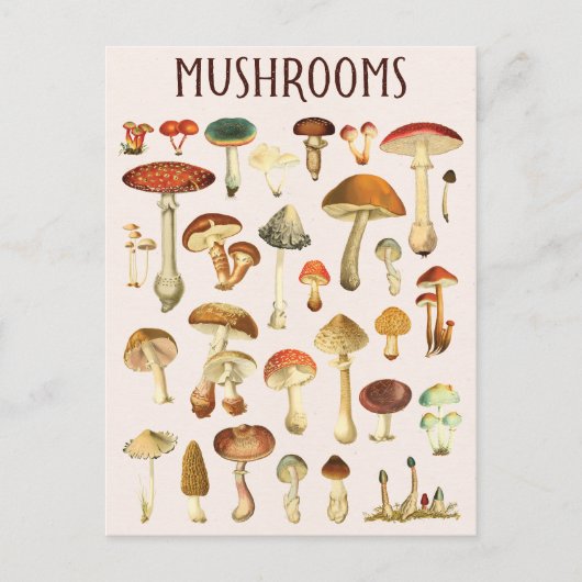 Carte Postale Tableau des champignons vintages (Devant)