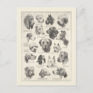 Carte Postale Tableau des races vintages pour chiens