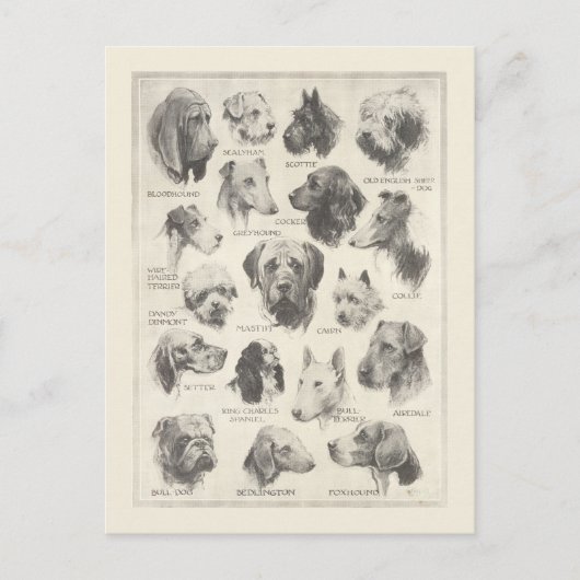 Carte Postale Tableau des races vintages pour chiens (Devant)