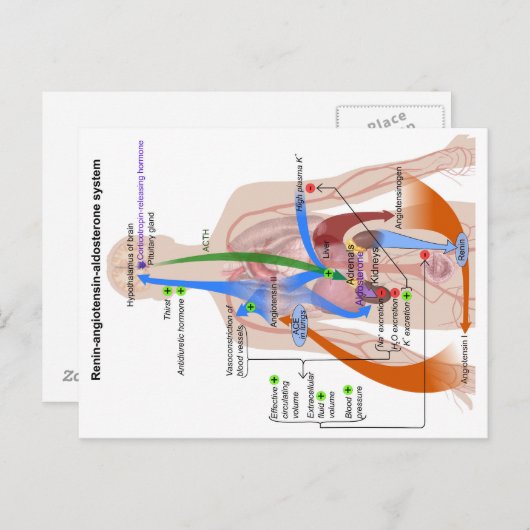 Carte Postale Tableau du système Renin-Angiotensine Diagramme du (Devant / Derrière)