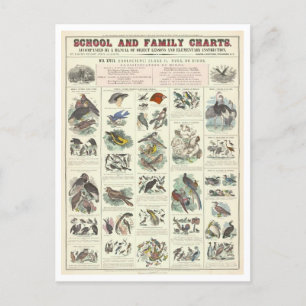 Carte Postale Tableau pédagogique pour les types d'oiseaux