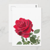 Carte Postale Tableau rose rouge (Devant / Derrière)