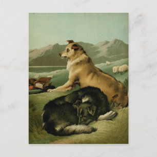 Carte Postale Tableau vintage : Chiens de Collie
