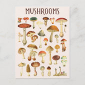 Carte Postale Tableau vintage de champignons  (Devant)