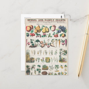 Carte Postale Tableau vintage de l'enseignement botanique scolai