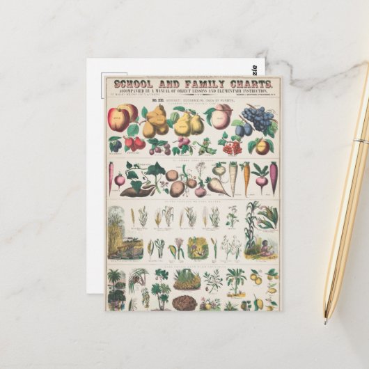 Carte Postale Tableau vintage de l'enseignement botanique scolai (Devant/Arrière en situation)