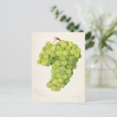 Carte Postale Tableau vintage de raisins verts (Debout devant)