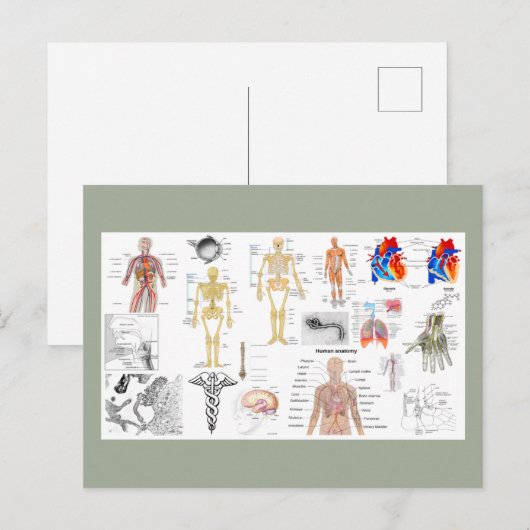 Carte Postale Tableaux d'anatomie humaine (Devant / Derrière)