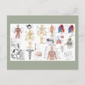Carte Postale Tableaux d'anatomie humaine (Devant)