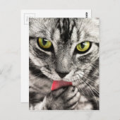 Carte Postale Tablette Chat Feline Yeux verts Gros plan (Devant / Derrière)