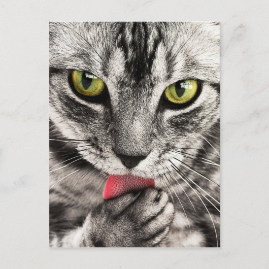 Carte Postale Tablette Chat Feline Yeux verts Gros plan (Devant)