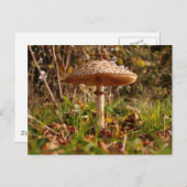 Carte Postale Tabouret (Devant / Derrière)