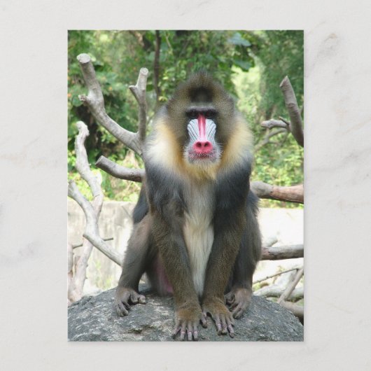 Carte Postale Tabouret joyeux, mignon, intelligent et amical (Devant)
