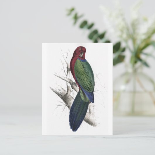 Carte Postale Tabuan Parrakeet par Edward Lear (Debout devant)