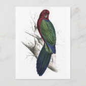 Carte Postale Tabuan Parrakeet par Edward Lear (Devant)