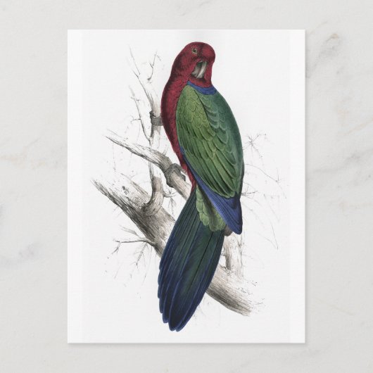 Carte Postale Tabuan Parrakeet par Edward Lear (Devant)