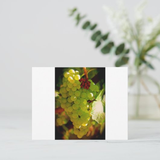 Carte Postale Taches de rousseur (Debout devant)