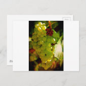 Carte Postale Taches de rousseur (Devant / Derrière)