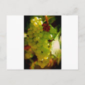 Carte Postale Taches de rousseur (Devant)