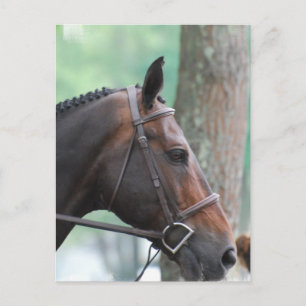 Carte postale Tacked Dark Bay Horse