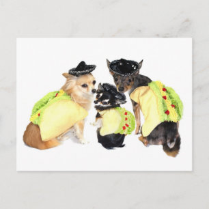 Carte Postale Taco Chihuahuas