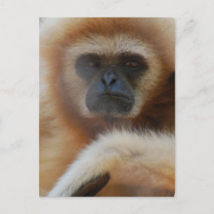 Carte postale Tad Gibbon