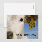 Carte Postale Tag de vache déplacée (Devant / Derrière)