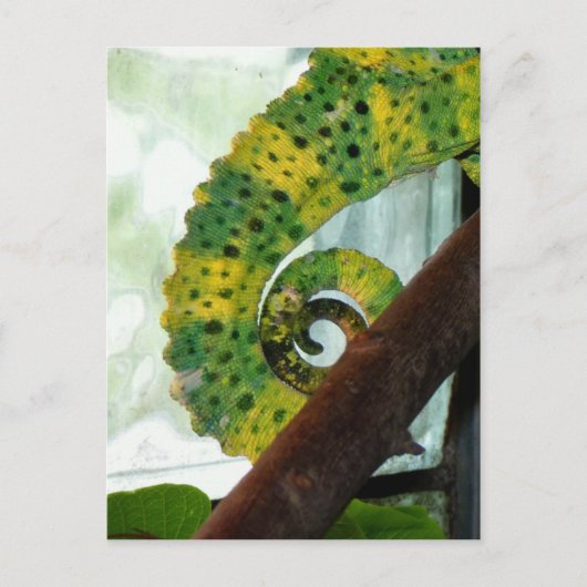 Carte Postale Tail de Chameleon (Devant)