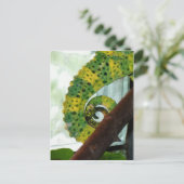 Carte Postale Tail de Chameleon (Debout devant)