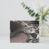 Carte Postale Taïpan côtier (Debout devant)