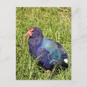 Carte Postale Takahe, oiseau natif de Nouvelle-Zélande en danger