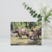 Carte Postale Takin, animal national du Bhoutan (Debout devant)