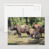 Carte Postale Takin, animal national du Bhoutan (Devant / Derrière)