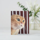 Carte postale Talking Cats Meme (Debout devant)