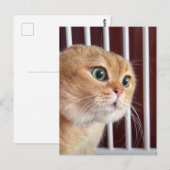 Carte postale Talking Cats Meme (Devant / Derrière)