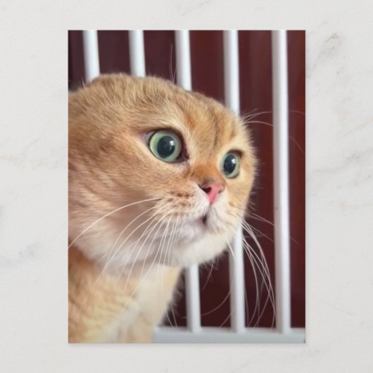 Carte postale Talking Cats Meme (Devant)