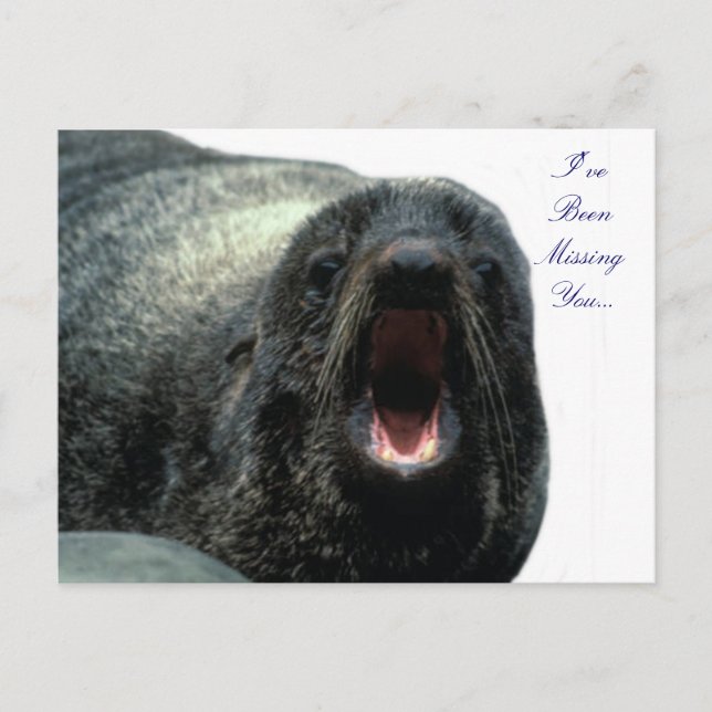 Carte postale Talking Seal (Devant)