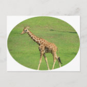 Carte postale Tall Giraffe (Devant)