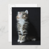 Carte Postale Tall Tabby (Devant / Derrière)