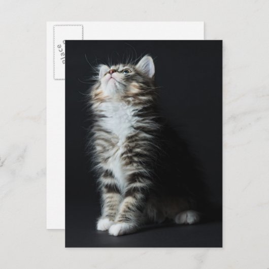 Carte Postale Tall Tabby (Devant / Derrière)