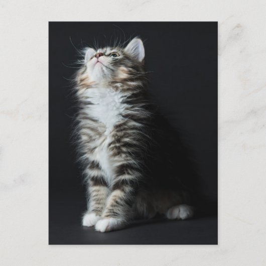 Carte Postale Tall Tabby (Devant)