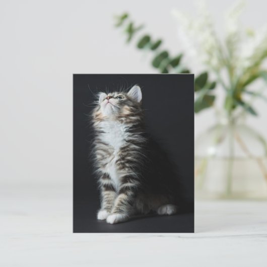Carte Postale Tall Tabby (Debout devant)