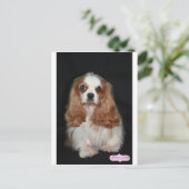 Carte Postale Tallulah (Debout devant)