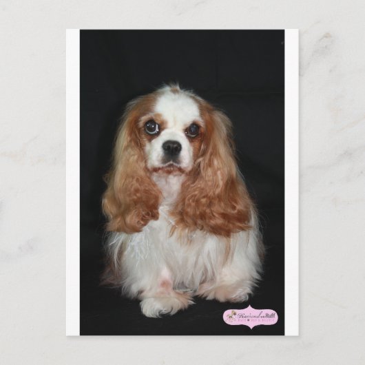 Carte Postale Tallulah (Devant)