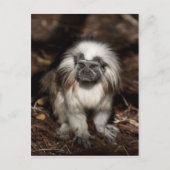 Carte Postale Tamarin au dessus du coton (Devant)
