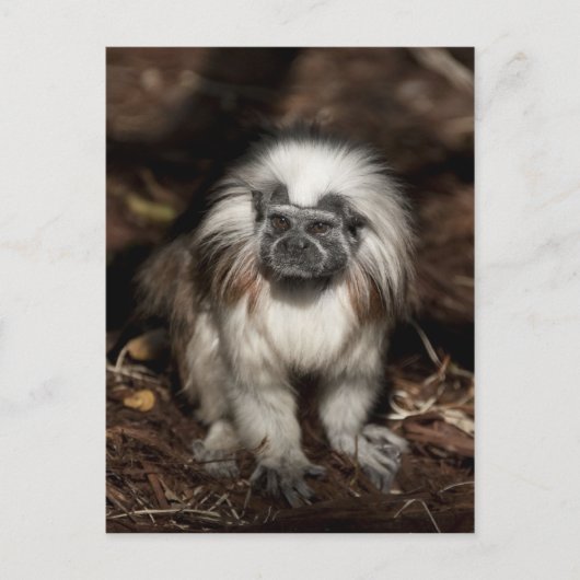 Carte Postale Tamarin au dessus du coton (Devant)
