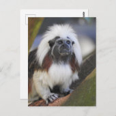 Carte Postale Tamarin de dessus de coton (Devant / Derrière)