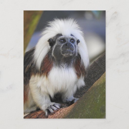 Carte Postale Tamarin de dessus de coton (Devant)