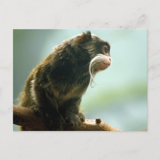 Carte Postale Tamarin Monkey (Devant)