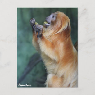 Carte Postale Tamarin Monkey